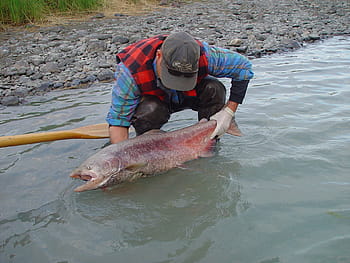 ship creek salmon