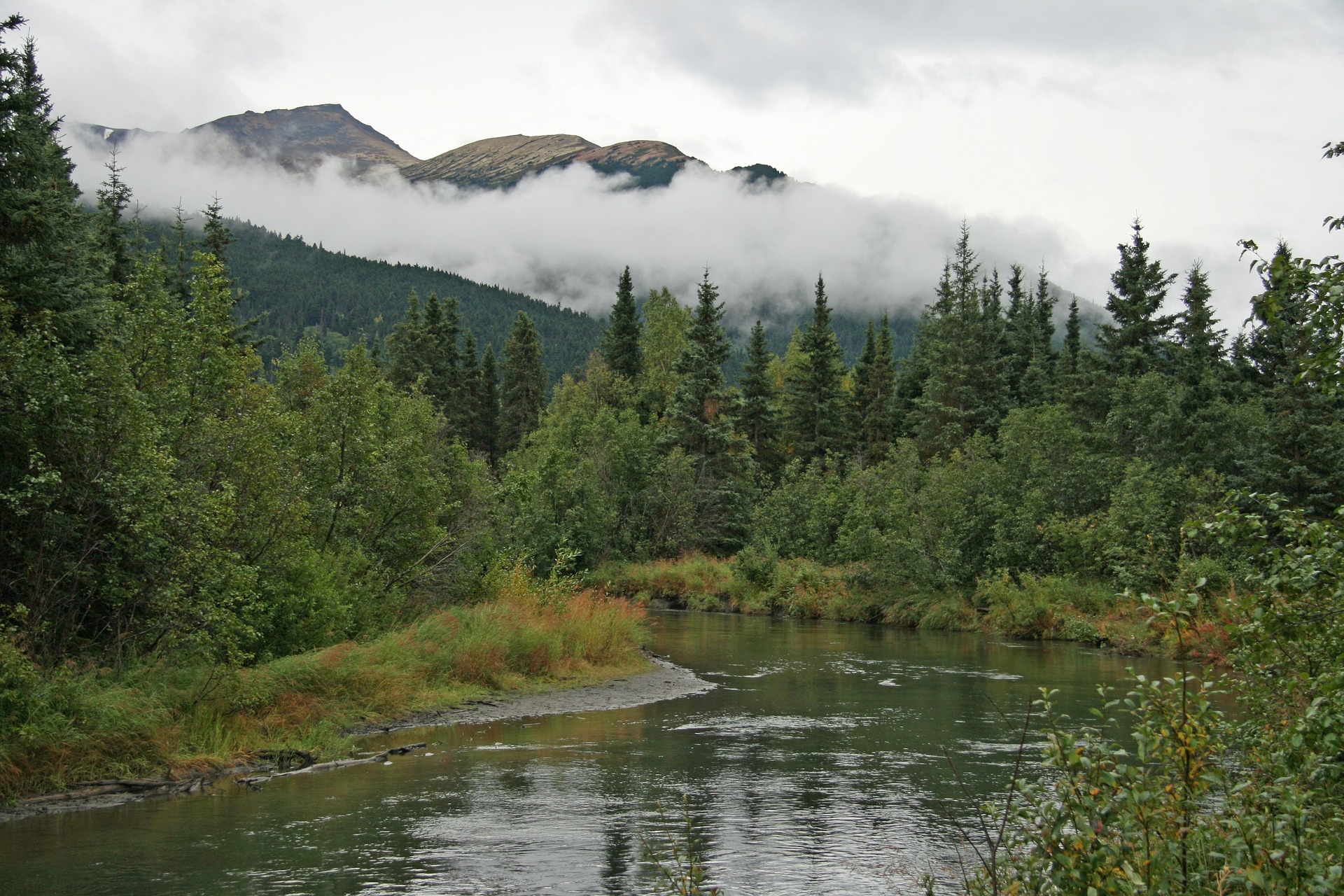 Alaska Woods