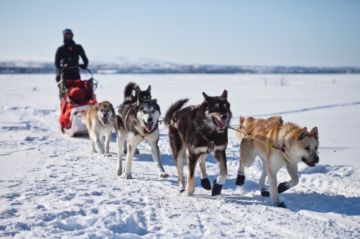 dog sled team