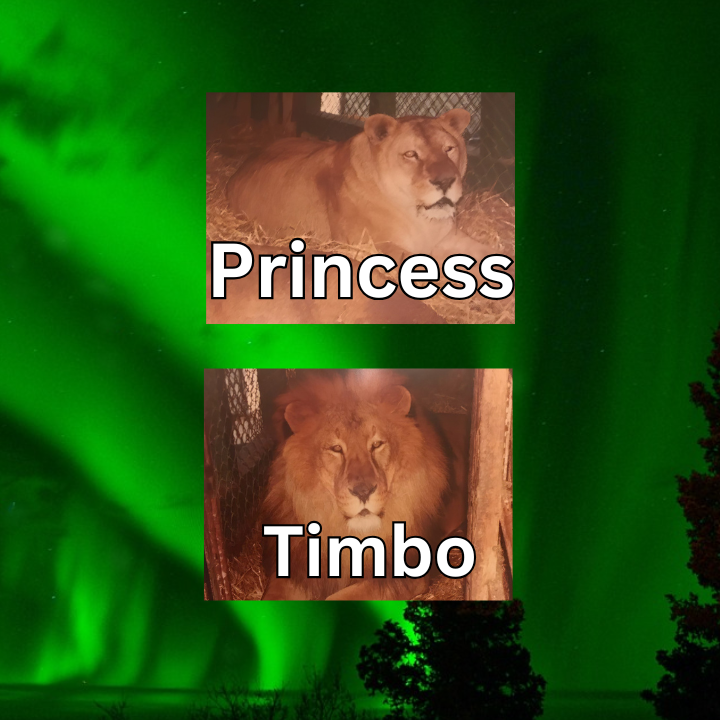 Princess and Timbo, the A&W Drive-In Lions in Anchorage, Alaska. a and w lions