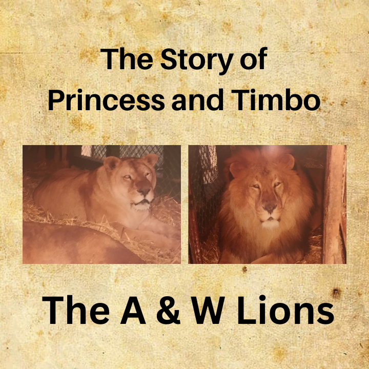 The Anchorage, Alaska A&W Drive-In lions. story of princess and timbo