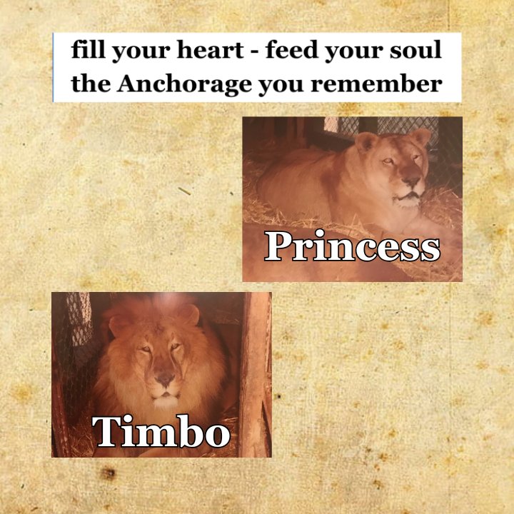 drive in lions